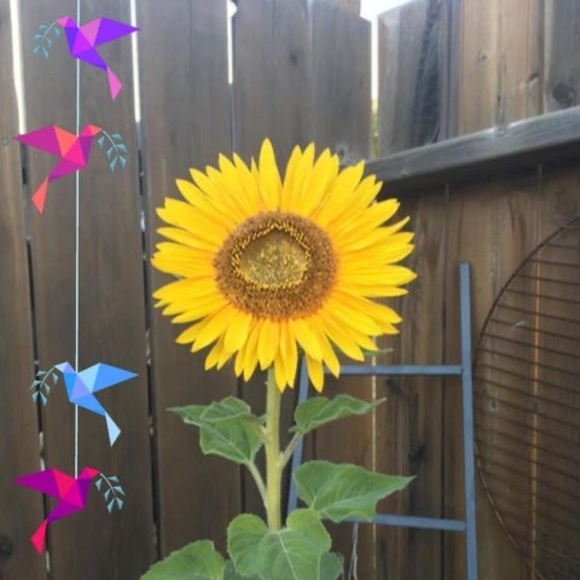 Meet your Posher, Cora - Picture 1 of 1